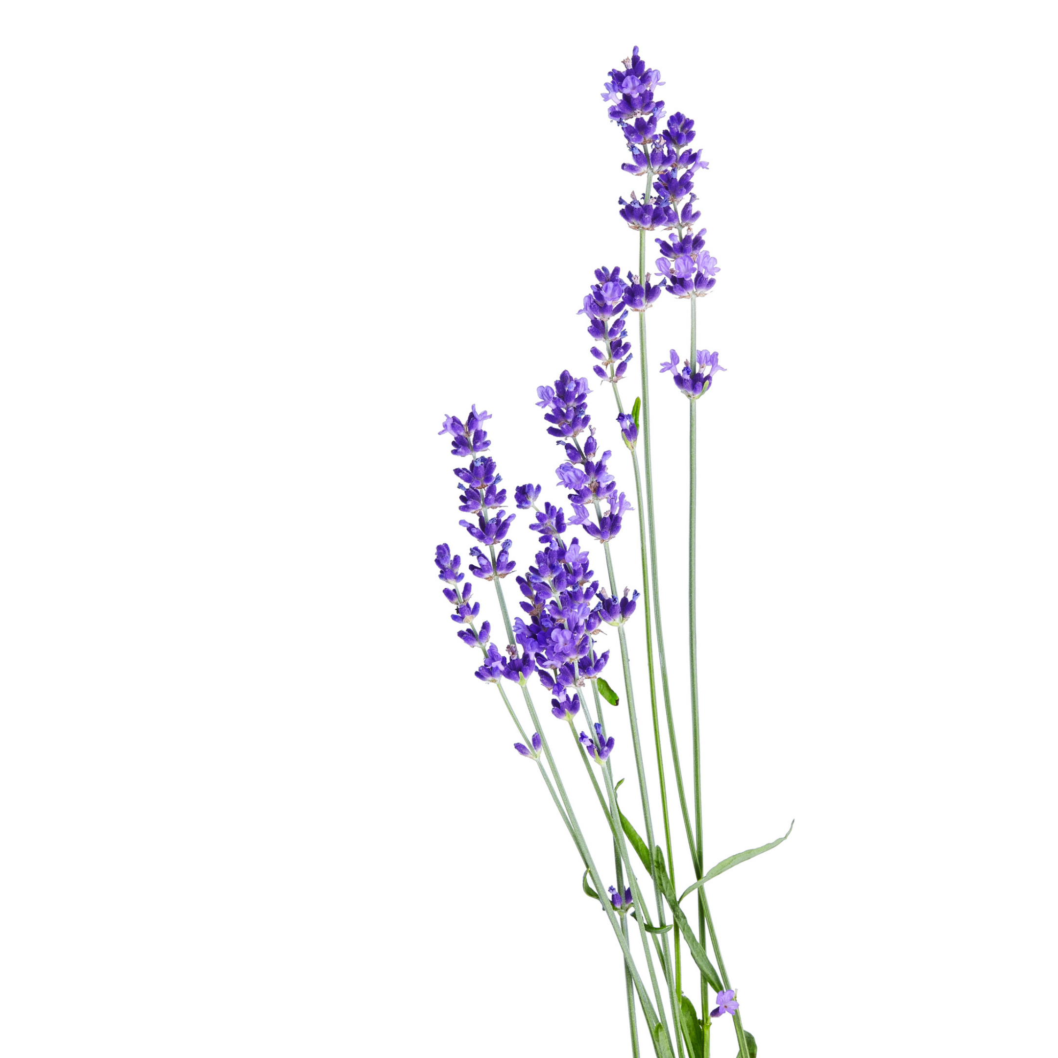 Ultimate Guide to Lavender in South Africa & Africa